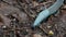 Carpathian Blue Slug Bielzia coerulans