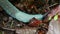 Carpathian Blue Slug Bielzia coerulans Macro
