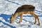 Carpathian brown deerCervus elaphus in nature in winter time, Romania, Europe