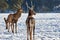 Carpathian brown deerCervus elaphus in nature in winter time, Romania, Europe