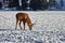 Carpathian brown deerCervus elaphus in nature in winter time, Romania, Europe