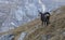 Carpathian chamois in autumn, Carpathians, Bucegi Mountains