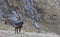 Carpathian chamois in autumn, Carpathians, Bucegi Mountains