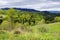 carpathian countryside with grassy meadows