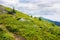 carpathian countryside in summer