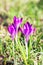 Carpathian crocuses. First spring flowers crocuses on the grass background