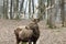 Carpathian deer