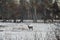 Carpathian Deer Cervus Elaphus In Winter