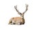 Carpathian deer isolated on white background