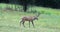 A Carpathian deer walks across a meadow next to a forest
