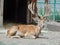 Carpathian deer at zoo Oradea, Romania