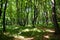 Carpathian forest seen from inside in the wild of the Ukrainian mountains. Bushes and trees in shadows with bright single sun rays