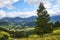 Carpathian green mountains. summer landscapes, large spruce