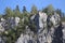 Carpathian Montain rock in Romania, Pine forest