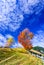 Carpathian Mountains, Autumn landscape in Magura