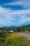 Carpathian mountains Hoverla. Flowers growing by the road in the mountains. Sunny day. Vertical landscape