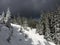 Carpathian mountings slope covered with snow and spruces.