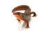 Carpathian newt (Lissotriton montandoni) on white