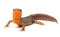 Carpathian newt (Lissotriton montandoni) on white