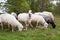 Carpathian sheep