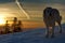 Carpathian Shepherd. Big dog in the light of sunset. Winter mountain landscape