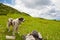 The Carpathian shepherd dog