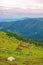 carpathian summer mountain landscape