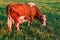 In a Carpathian village, a cow grazes on a meadow in a household. Breeding cows in the countryside