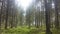 Carpathian virgin forest.