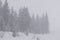 The Carpathians are incredibly beautiful. heavy snow and fog. all the trees are covered with snow