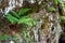 Carpathians mountain fern on a rock