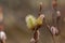 Carpatian willow Salix silesiaca