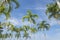 Carpentariapalm (Carpentaria acuminate (H. Wendl. & Drude) Becc.) with blue sky