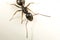 Carpenter ant