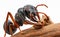 Carpenter Ant eating soft wet wood resulting in destruction1
