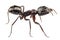 Carpenter Ant species camponotus vagus