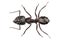 Carpenter Ant species camponotus vagus