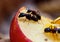 Carpenter Ants Or Camponotus Species On An Apple