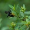 Carpenter Bee