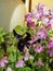 Carpenter bee above the flowers being pollinated