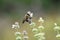 Carpenter Bee on Basil Blossoms 1