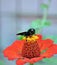Carpenter Bee  or Black bee or Violet Carpenter Bee on a gerbera flower
