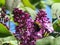 A Carpenter Bee Buzzing in the Lilacs - Purple Fragrant Flowers and Buds