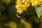 A carpenter bee collects honey on a flower