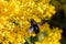 A carpenter bee collects honey on a flower