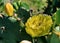 A carpenter bee extracting nectar from a yellow cactus flower on the edge of Cabo Frio beach.