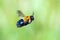 Carpenter Bee In Flight