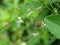 Carpenter Bee fliing to seeking nectar in  white Chinese violet blossom on tree plant with green leaf.