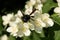 Carpenter bee on flowers of sweet mock-orange