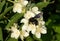 Carpenter bee on flowers of sweet mock-orange